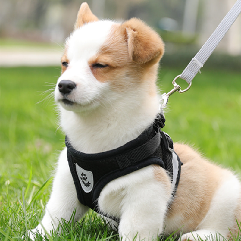 Reinforced medium and large pet leash