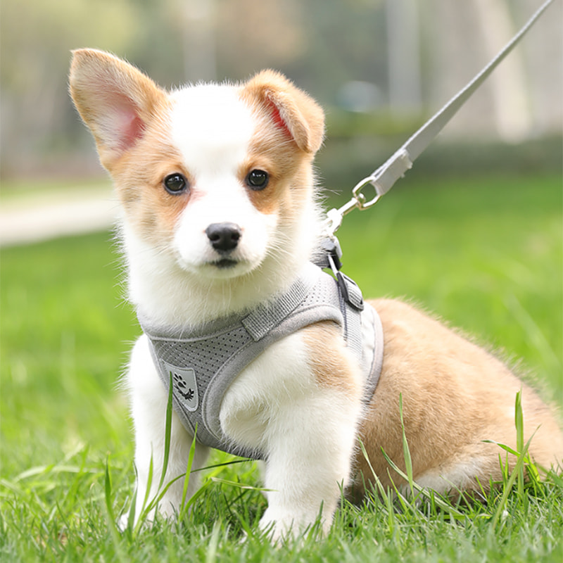 Reinforced medium and large pet leash