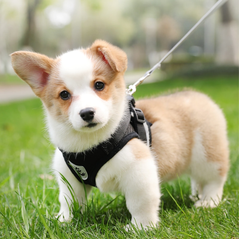 Reinforced medium and large pet leash